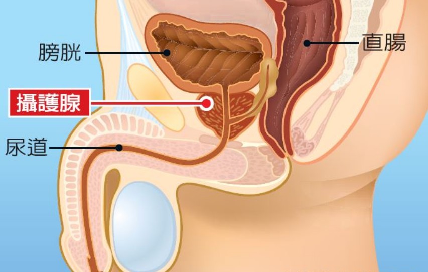好處三：預防攝護腺肥大